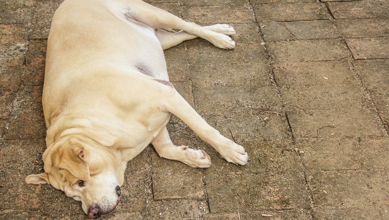 Diabetes in dogs affecting the sleeping dog