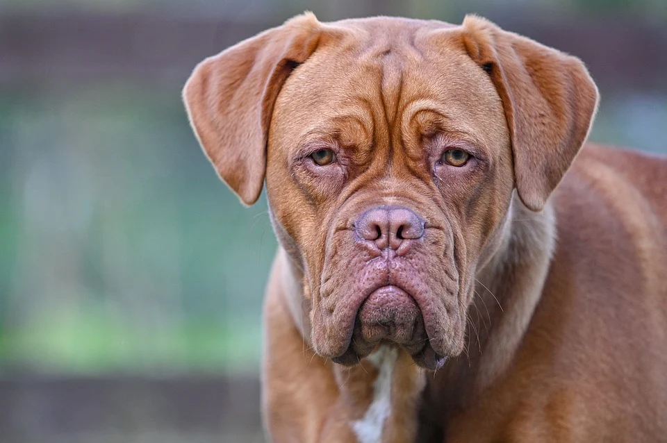 Dogue de Bordeaux dog breed image