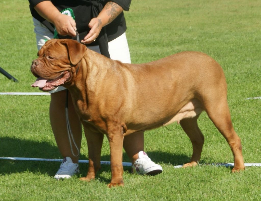 Dogue de Bordeaux being hold by leash by a man