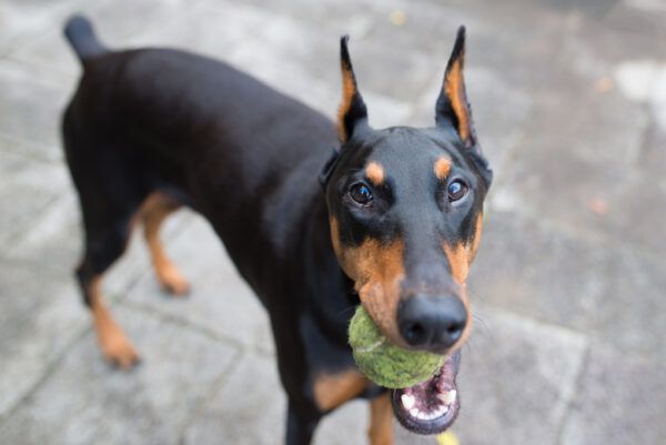 Doberman pinscher holding tennis ball with her mouth during training