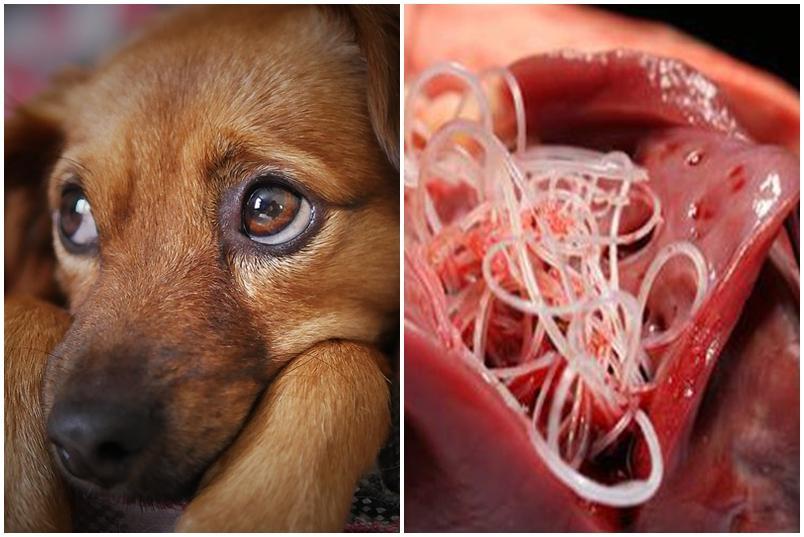 heartworms in dogs showing the worms in the dog heart
