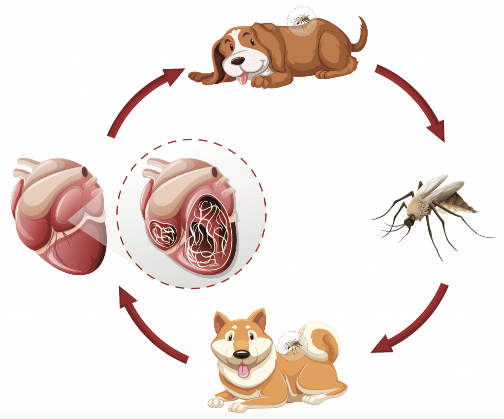 lifecycle of heartworms in dogs