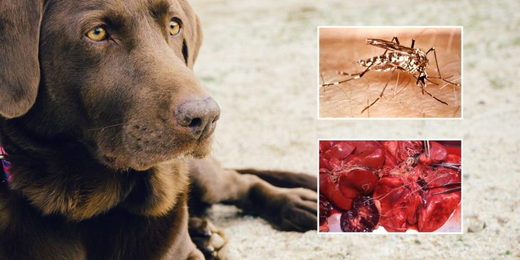 Heartworms in dogs image with the vector