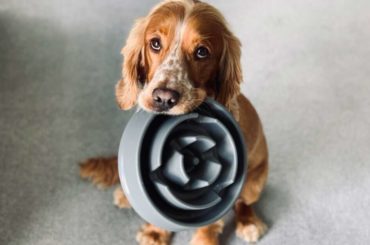 Dog plate that can hold dry dog food and nourish the body