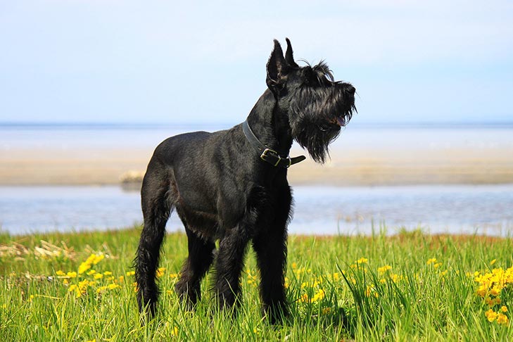 A giant schnauzer standing on the grass infront of water