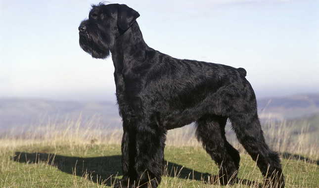 Giant schnauzer dog breed