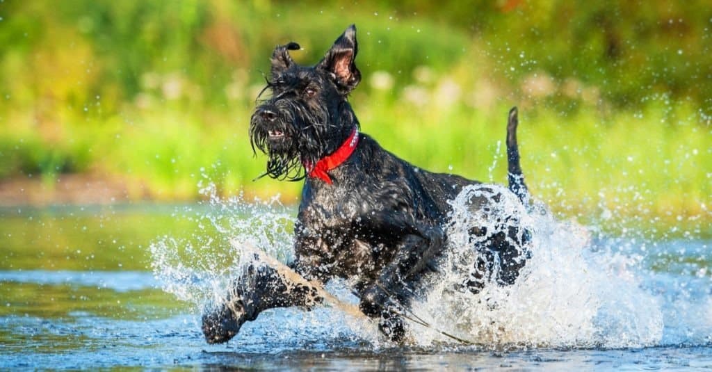 A giant schnauzer playing inside the water