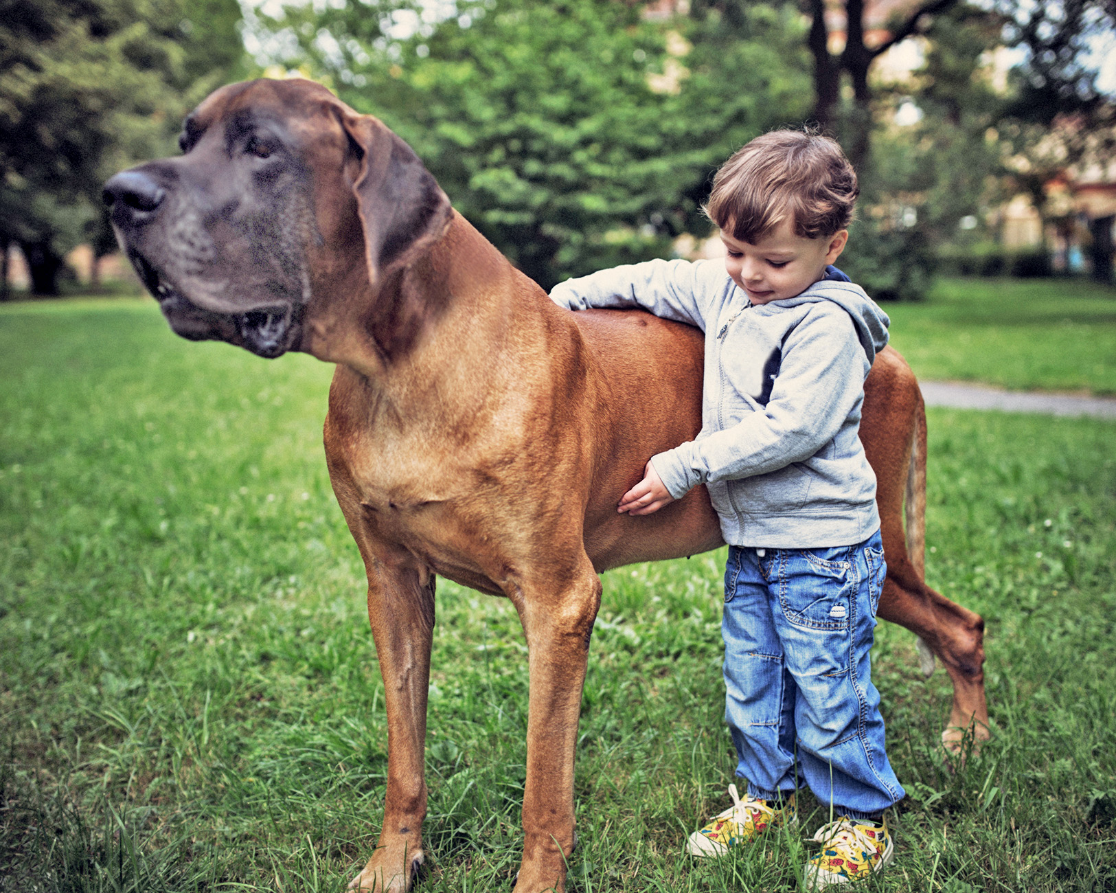 A little boy playing with Great Dane dog