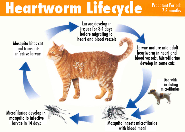 lifecycle image of heartworm in cats