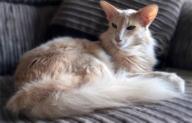 Oriental longhair cat siting on the couch