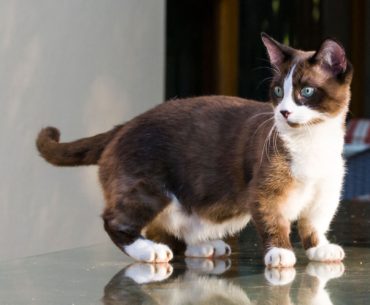 Munchkin cat breed standing on the floor