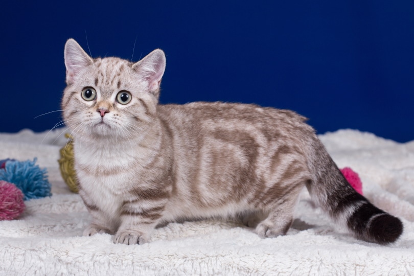 Munchkin cat breed sitting on the bed