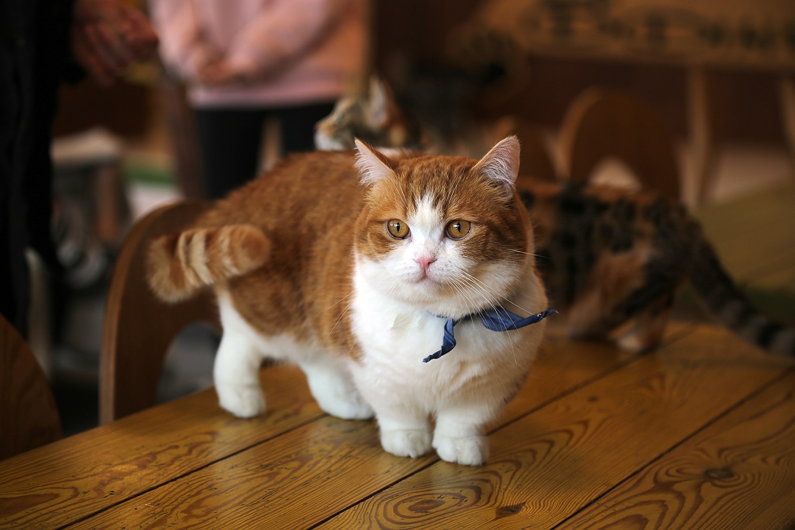 Munchkin cat walking on the table