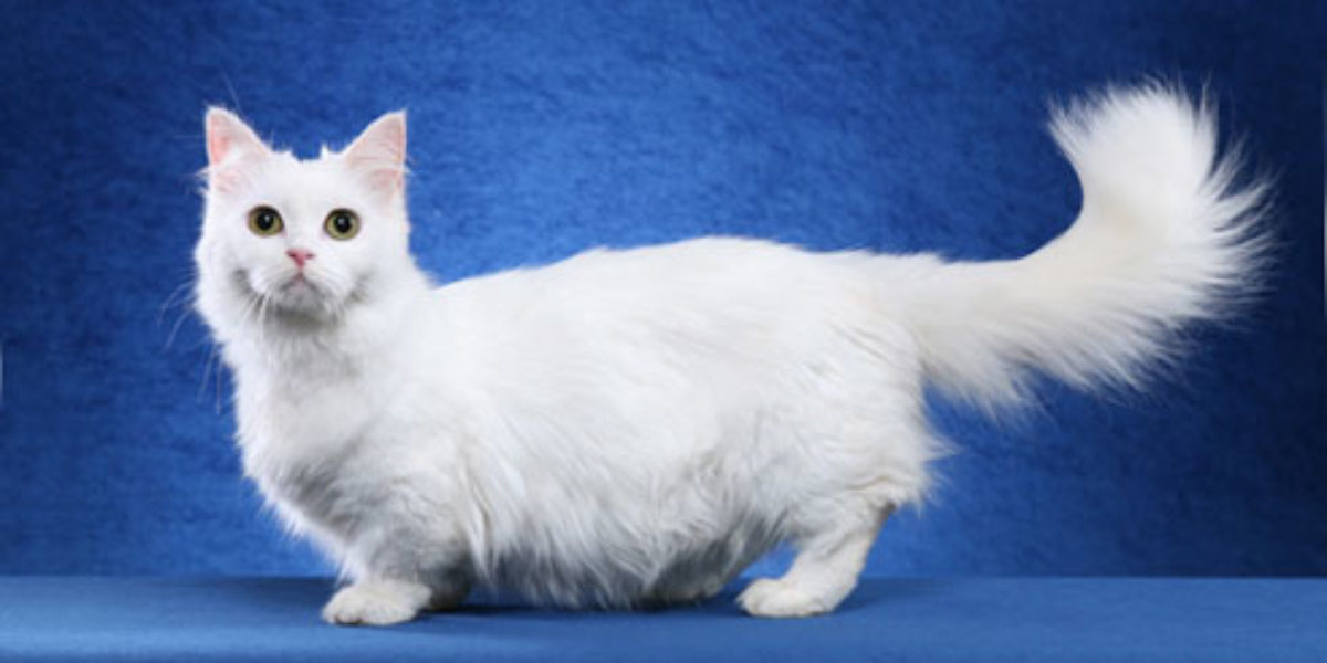 Napoleon cat with blue background