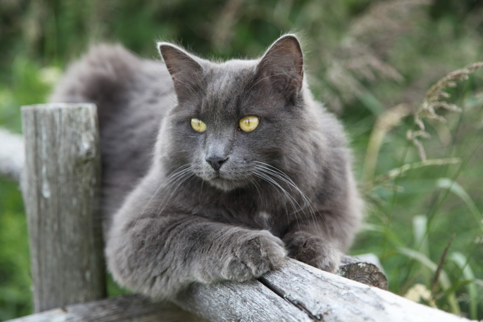 Nebelung cat breed lying on a wooden fence at the back yard