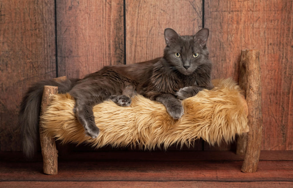 Nebelung cat breed lying on a couch to rest
