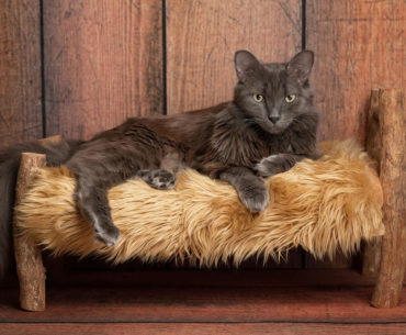 Nebelung cat breed lying on a couch to rest