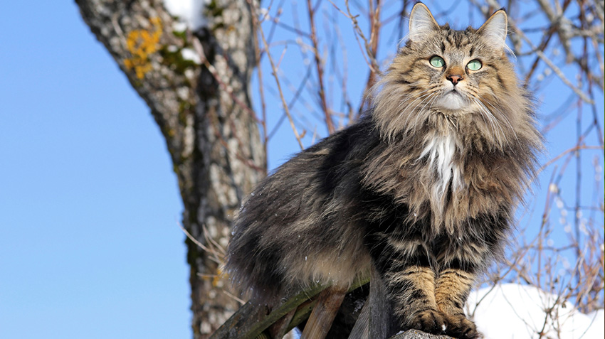 The norwegian forest siting on the branch of a tree