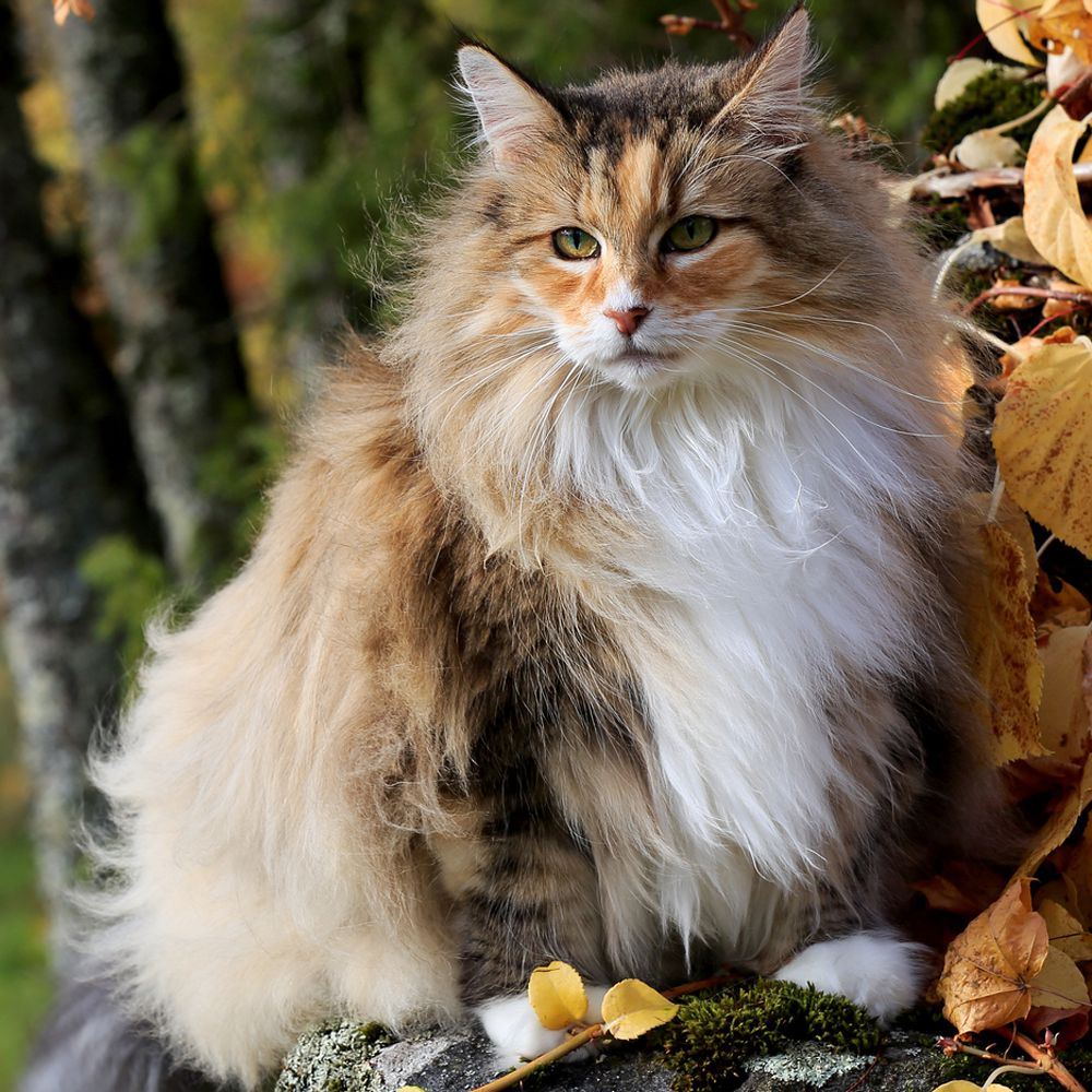 Norwegian forest cat sitting on the wood
