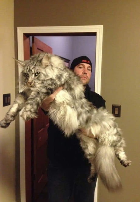 A man carrying a unique large breed of norwegian forest breed