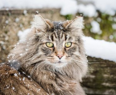 The norwegian forest cat in the snow