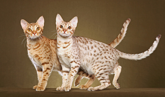 Ocicat cat breed standing the wall
