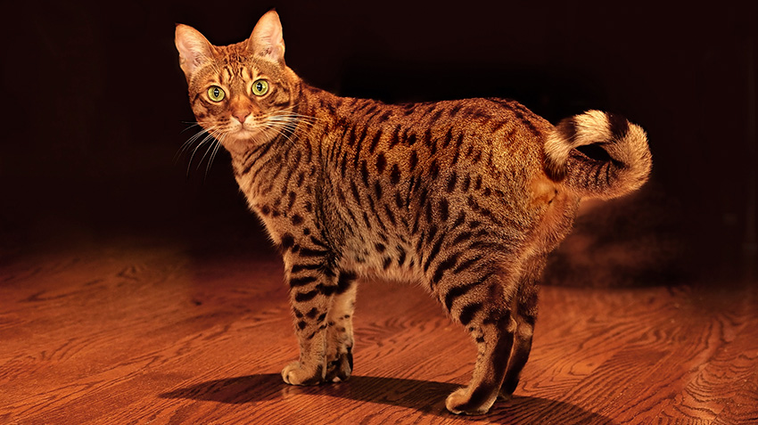 Ocicat cat breed walking at night