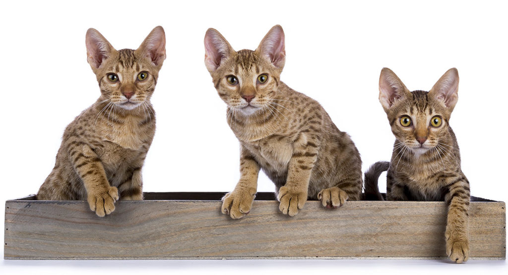 Ocicat cat breed inside their box