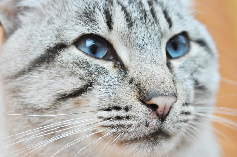 Ojos Azules cat image