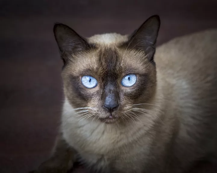 Ojos Azules cat breed