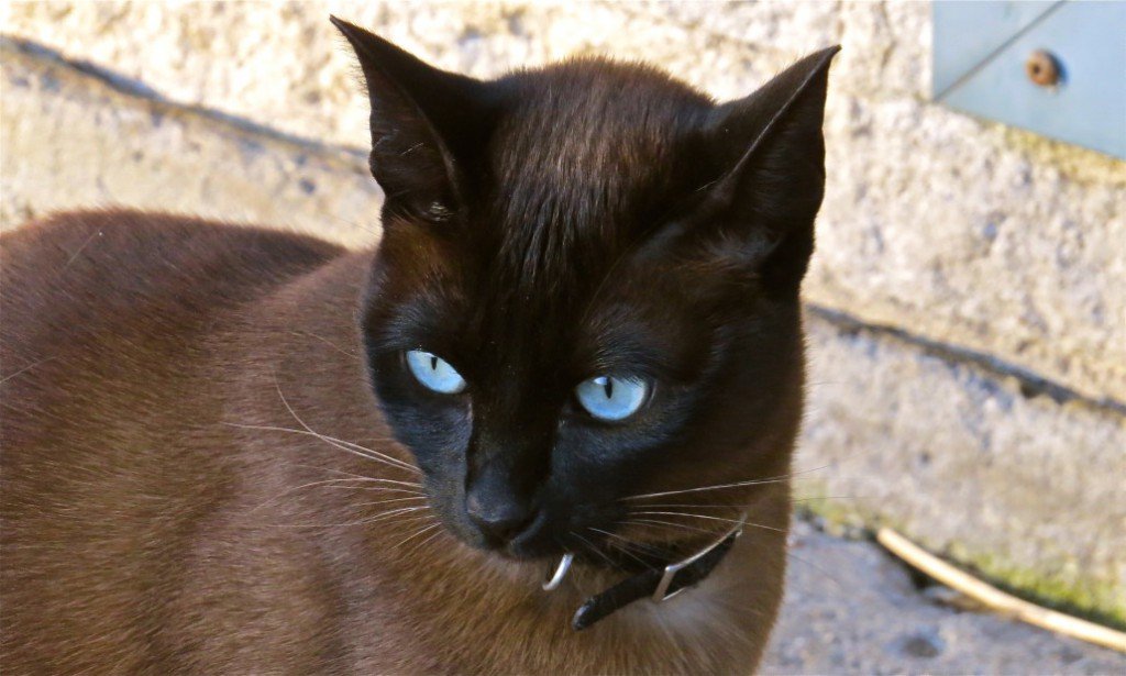 Ojos Azules cat breed standing by the wall