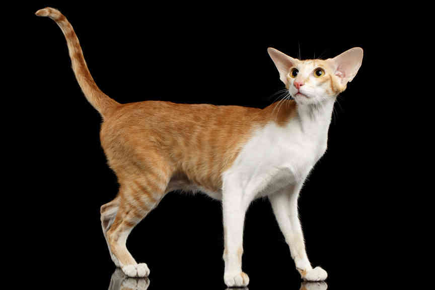 A standing Oriental bicolor cat breed