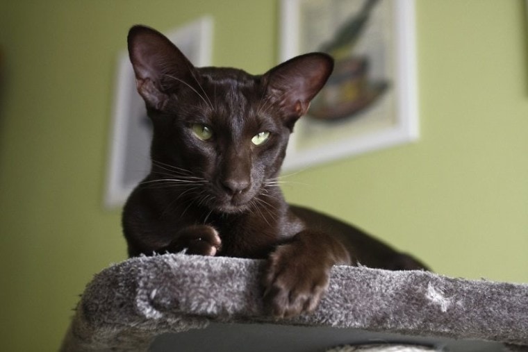 Oriental bicolor cat breed siting on the table