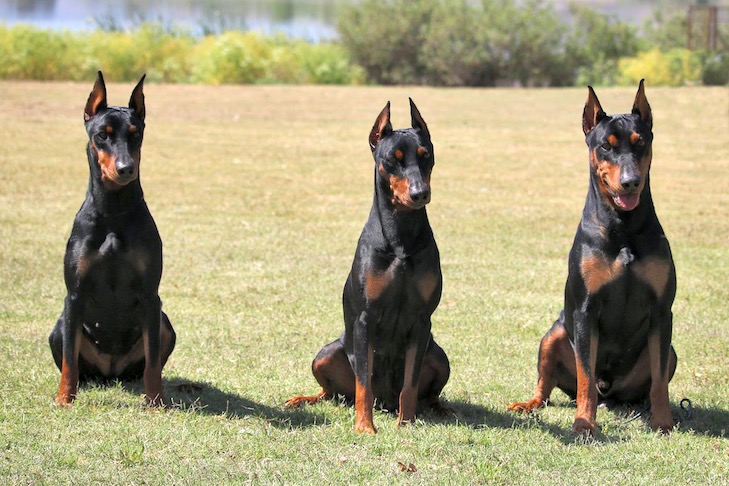 Group of German pinscher siting together
