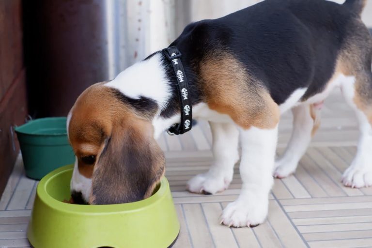 Eating recommended puppy food can help the puppy