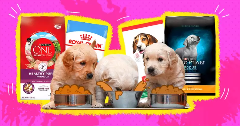 Puppy food in different brand being consume by the puppy