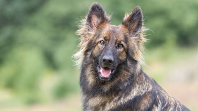 Sable German shepherd dog