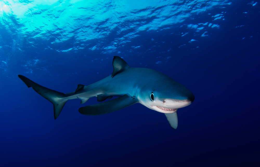 Blue shark in the water 