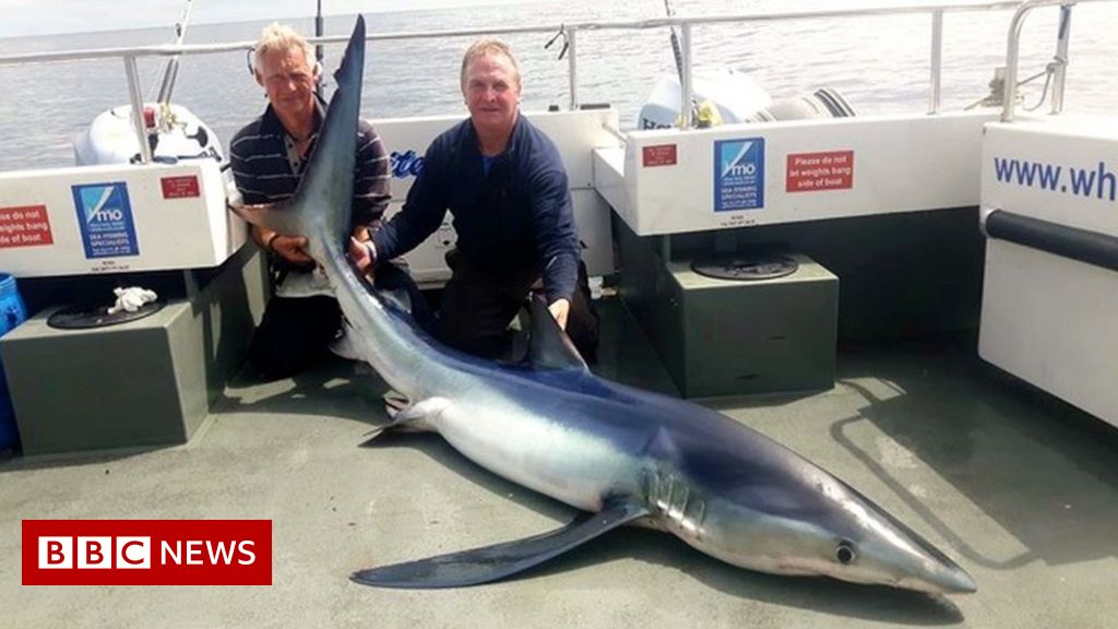 blue shark fish been caught by two men in a boat