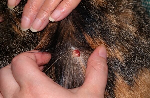 Tumors in cats symptoms at the back of the cat