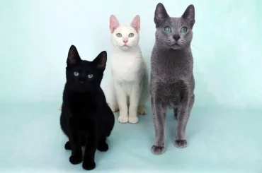 The Russian black, white and tabby cat all together
