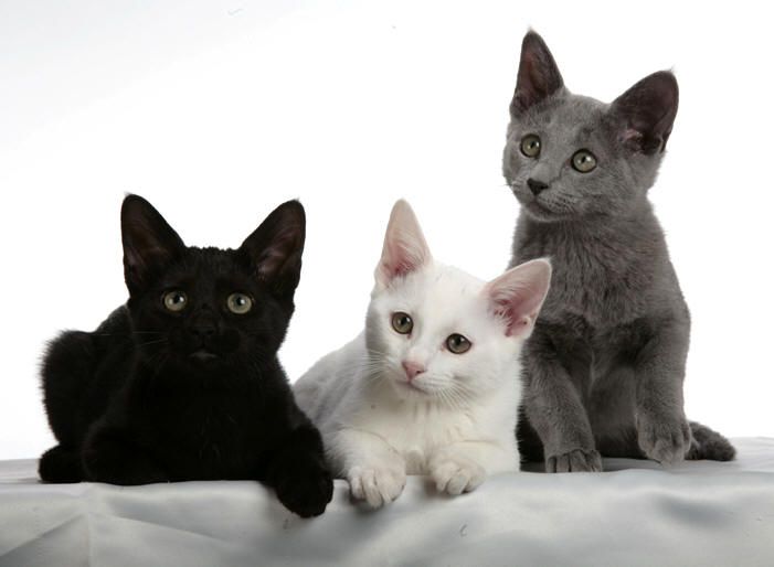 The Russian black, white and tabby cat: All sitting together on a couch