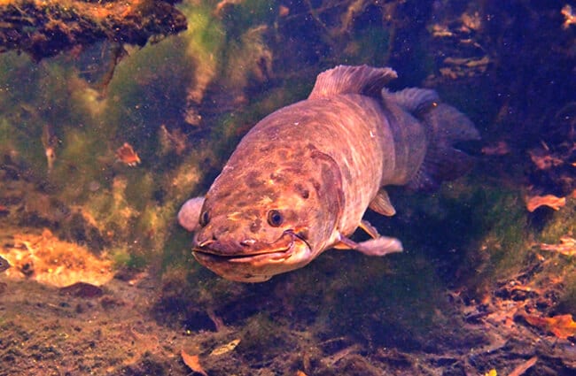 Bowfin fish species in its habitat