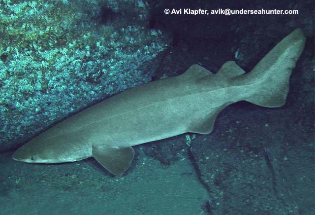 Bramble shark fish species in the water