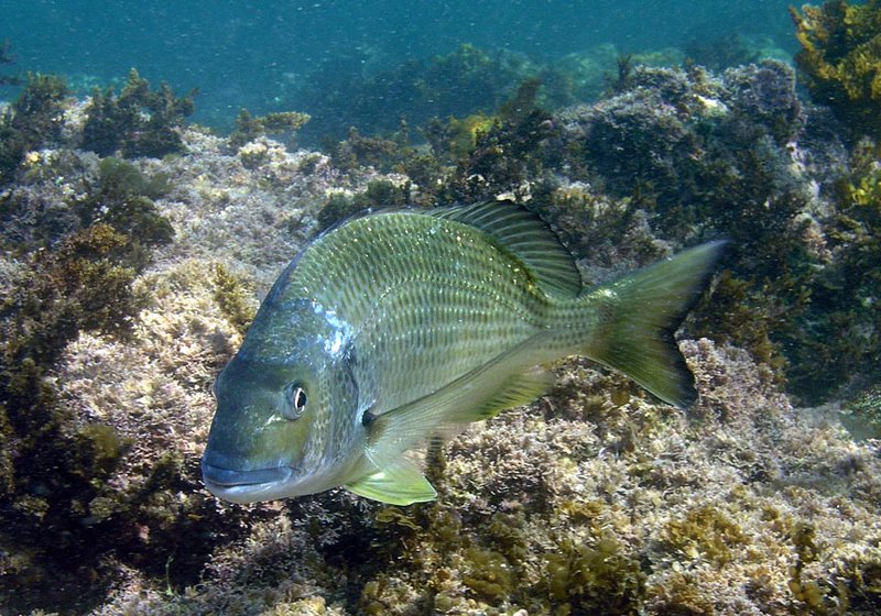 Bream fish species: navigating through its habitat