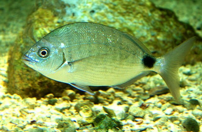 Bream fish species: in the water