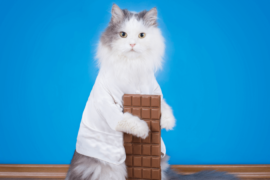 A cat playing with chocolate