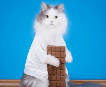 A cat playing with chocolate