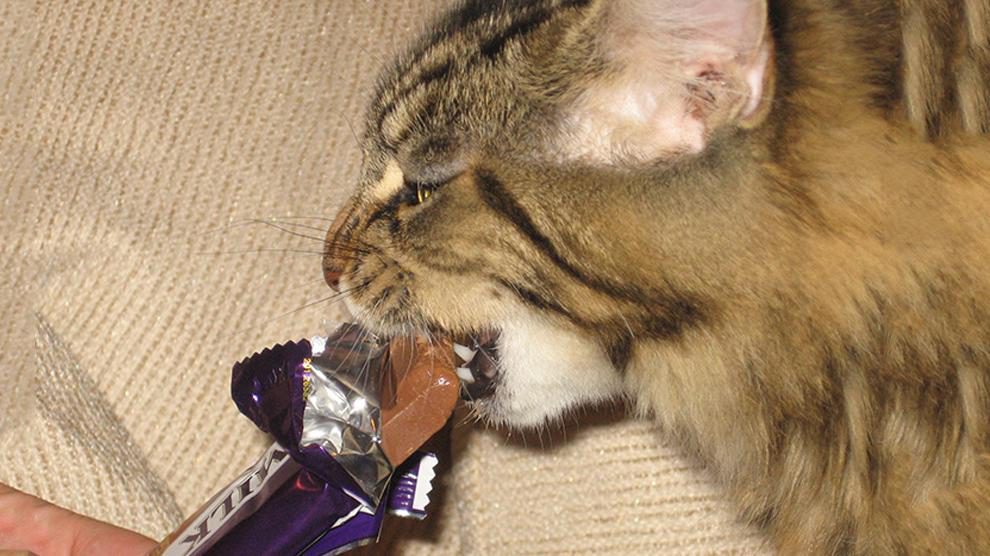 A cat eating chocolate