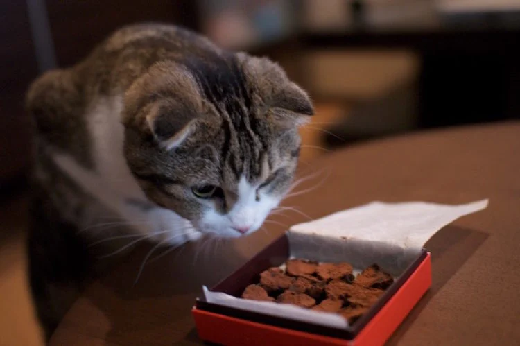 Cats Eat Chocolate